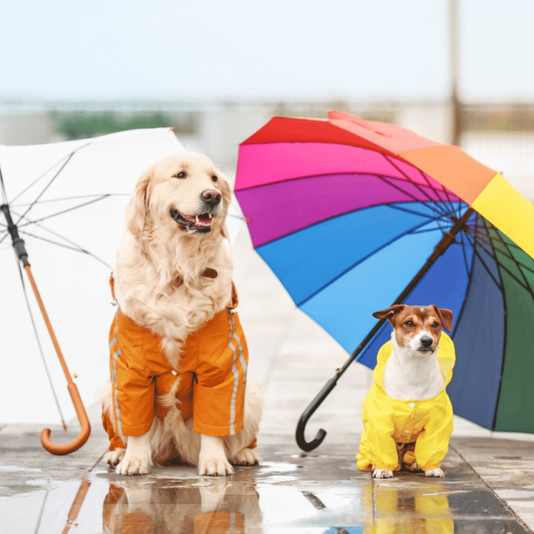 2-dogs-with-umbrella-980x980-1